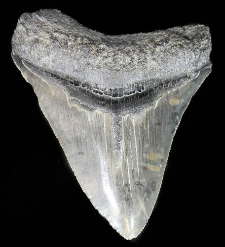 Serrated, Megalodon Tooth - South Carolina #39942